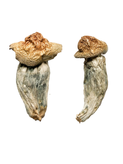 Buy Melmac Magic Mushrooms
